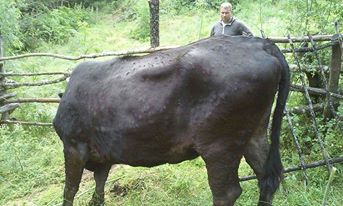 kravi2