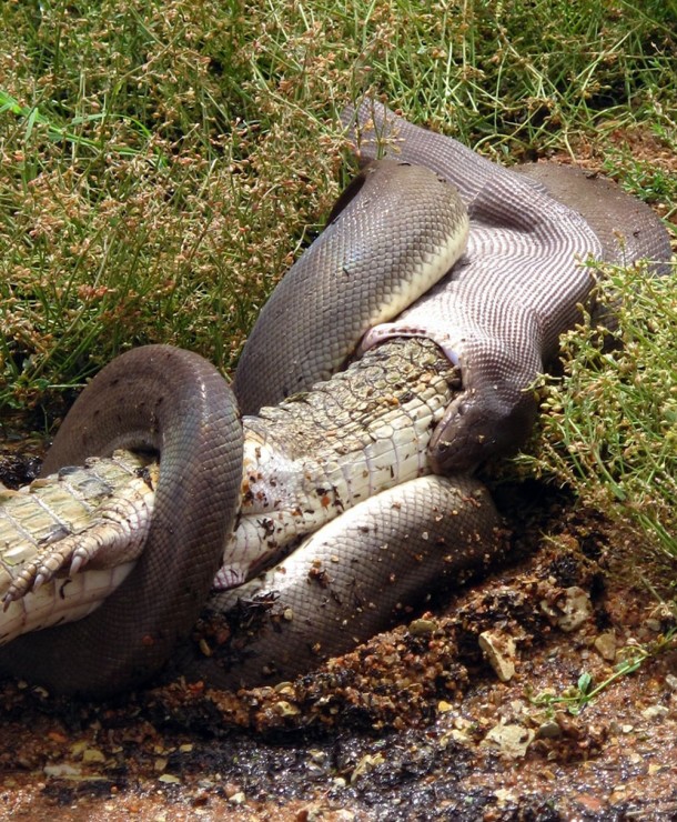 krokodil2