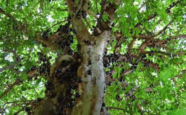 jabutikaba1