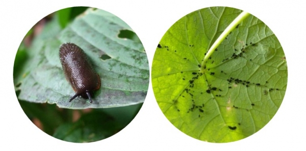 prirodni_pesticidi1
