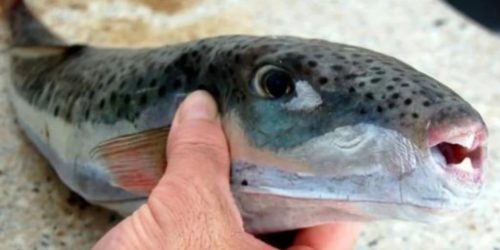 Lagocephalus sceleratus